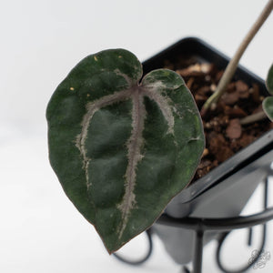 Anthurium Michelle by DocBlock - Purple Veins (wk43-L389)