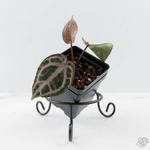Anthurium 'Michelle' by DocBlock® (wk44-L418)