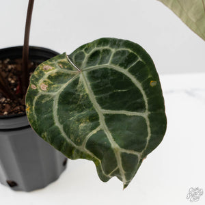 Variegated Anthurium 'Michelle' by DocBlock® (wk43-U183)