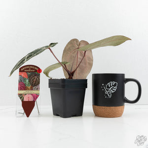 Anthurium Michelle '10' x Home, Sweet Home '32' by DocBlock® (wk18-G)