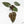 Anthurium Michelle '10' x Home, Sweet Home '32' by DocBlock® (wk18-G)
