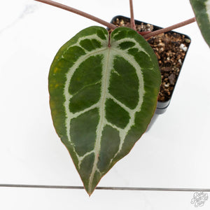 Anthurium Michelle '10' x Home, Sweet Home '32' by DocBlock® (wk18-G)
