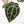 Anthurium Michelle '10' x Home, Sweet Home '32' by DocBlock® (wk18-G)