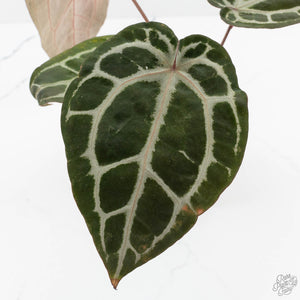 Anthurium Michelle '10' x Home, Sweet Home '32' by DocBlock® (wk18-G)