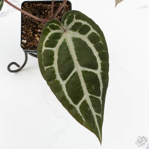 Anthurium Michelle '10' x Home, Sweet Home '32' by DocBlock® (wk18-G)