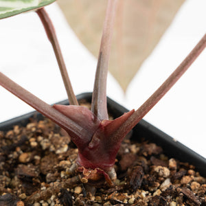 Anthurium Michelle '10' x Home, Sweet Home '32' by DocBlock® (wk18-G)