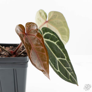 anthurium m Anthurium Michelle '10' x Home, Sweet Home '32' by DocBlock® (wk20-M)