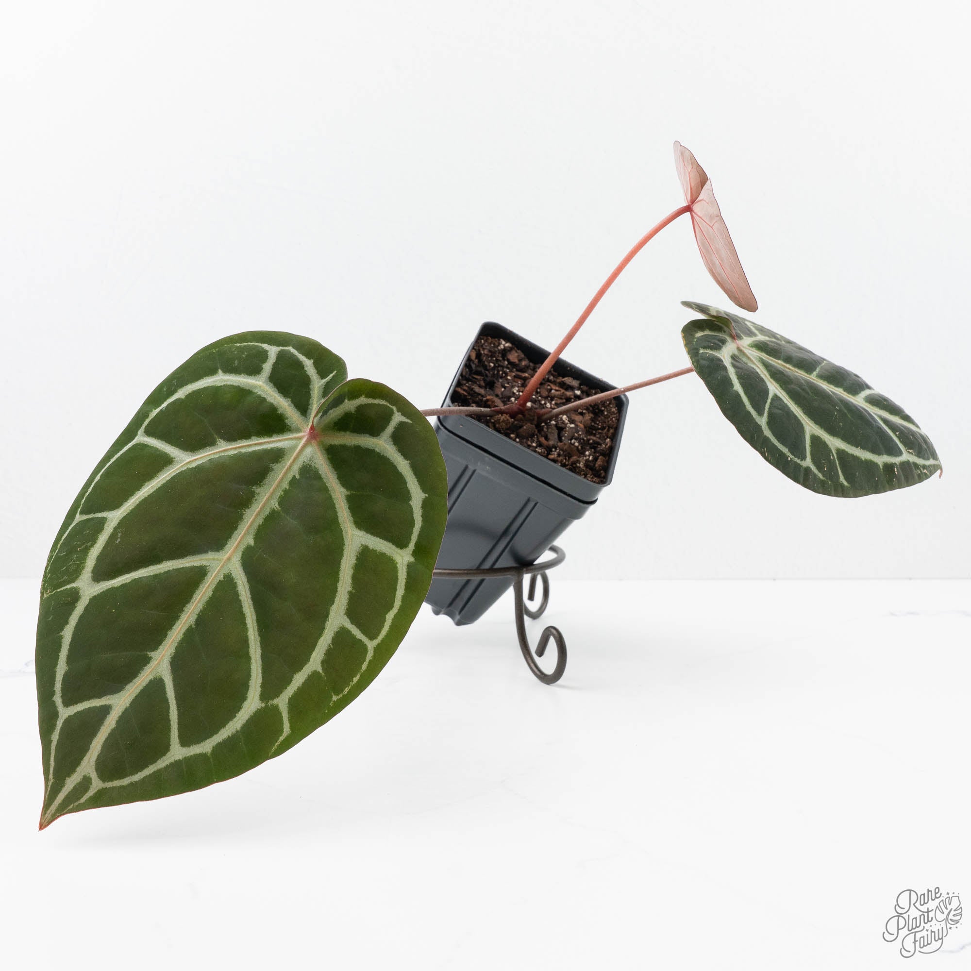 Anthurium Michelle '10' x Home, Sweet Home '32' by DocBlock® (wk20