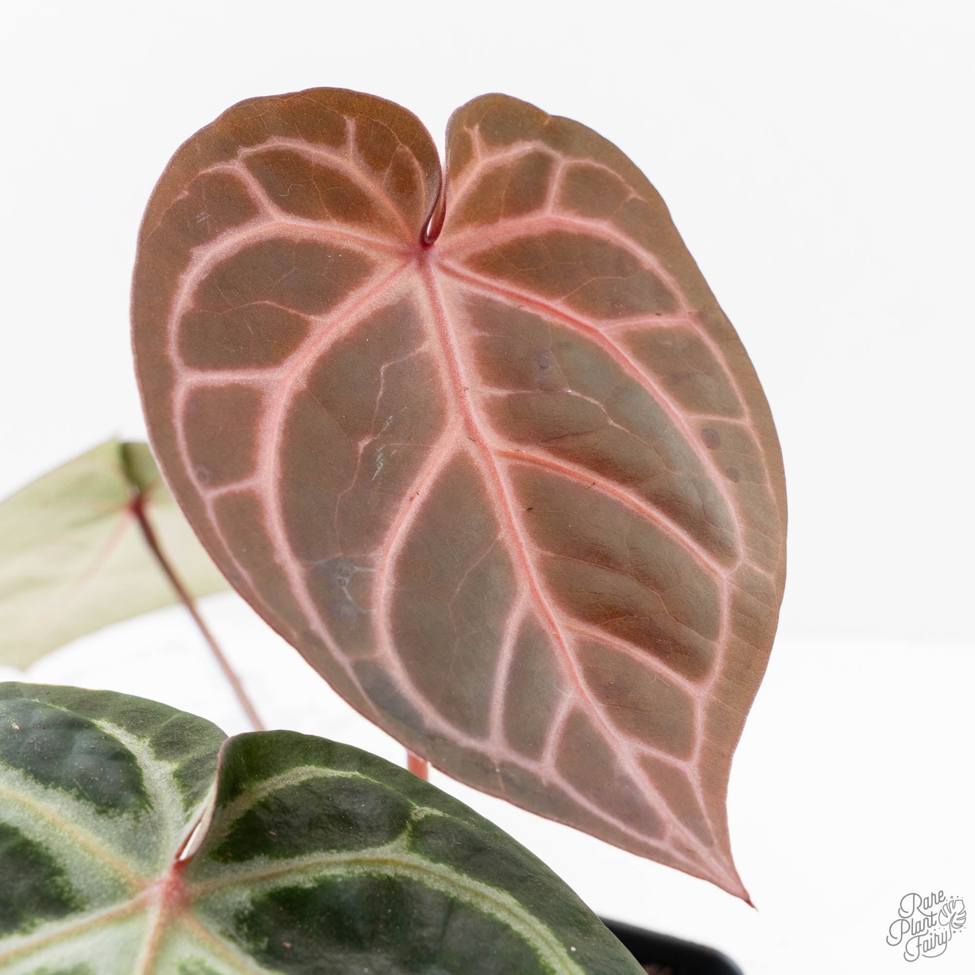 Anthurium Michelle '10' x Home, Sweet Home '32' by DocBlock® (wk20