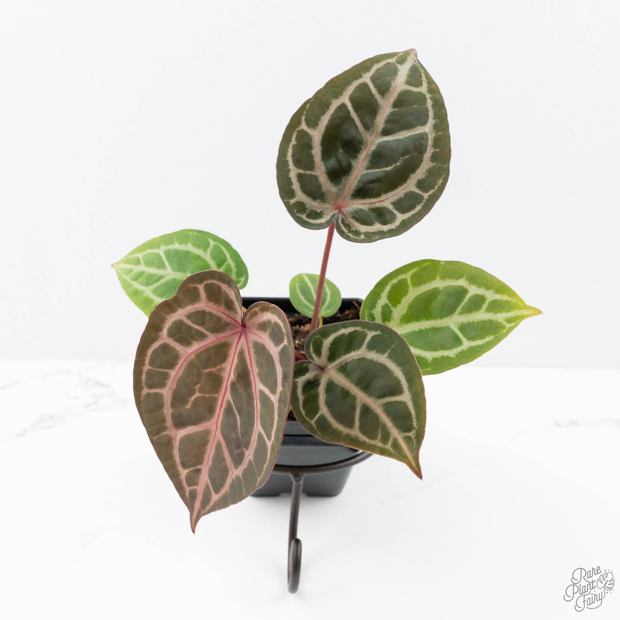 Anthurium Michelle '10' x Home, Sweet Home '32' by DocBlock® (wk21