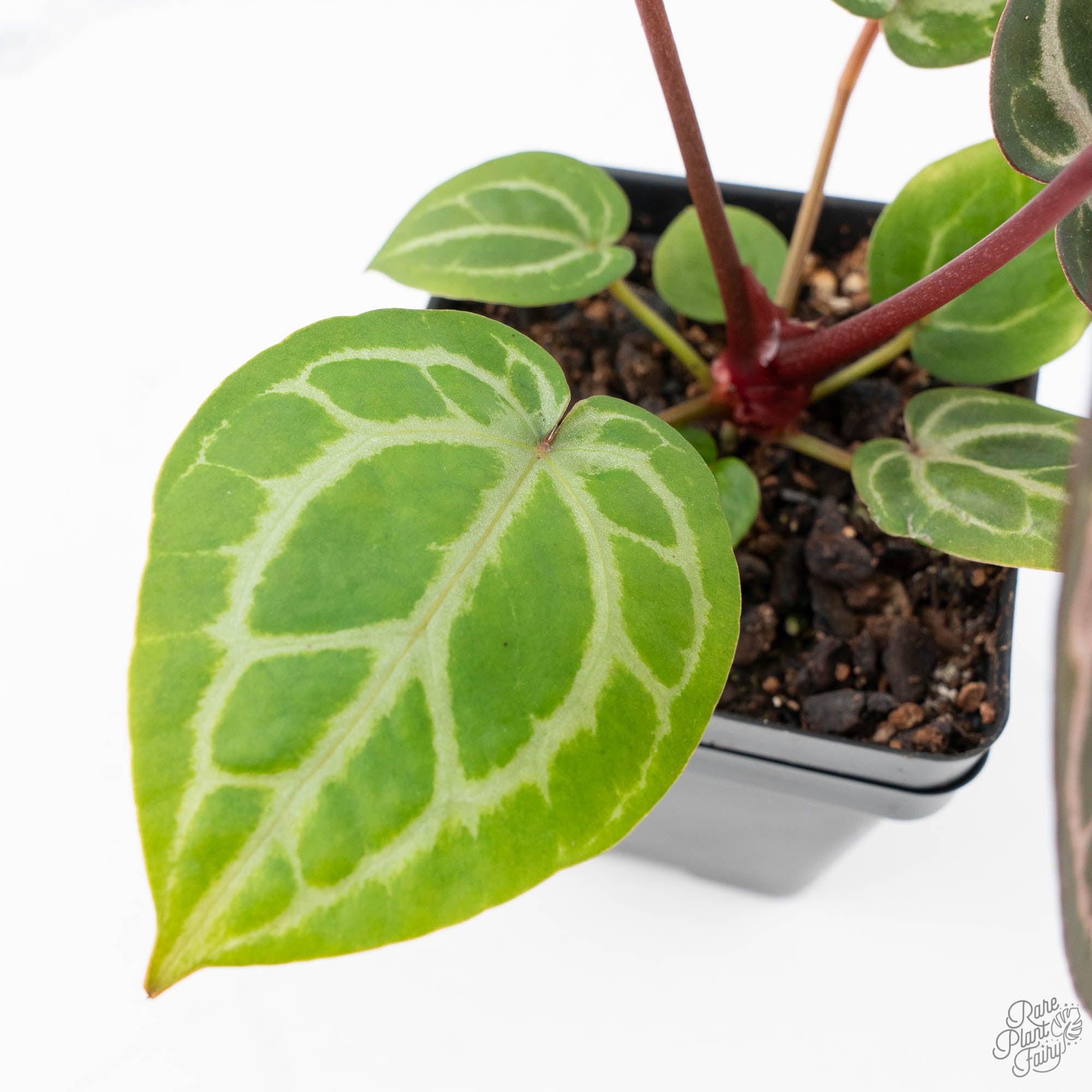 Anthurium Michelle '10' x Home, Sweet Home '32' by DocBlock® (wk21