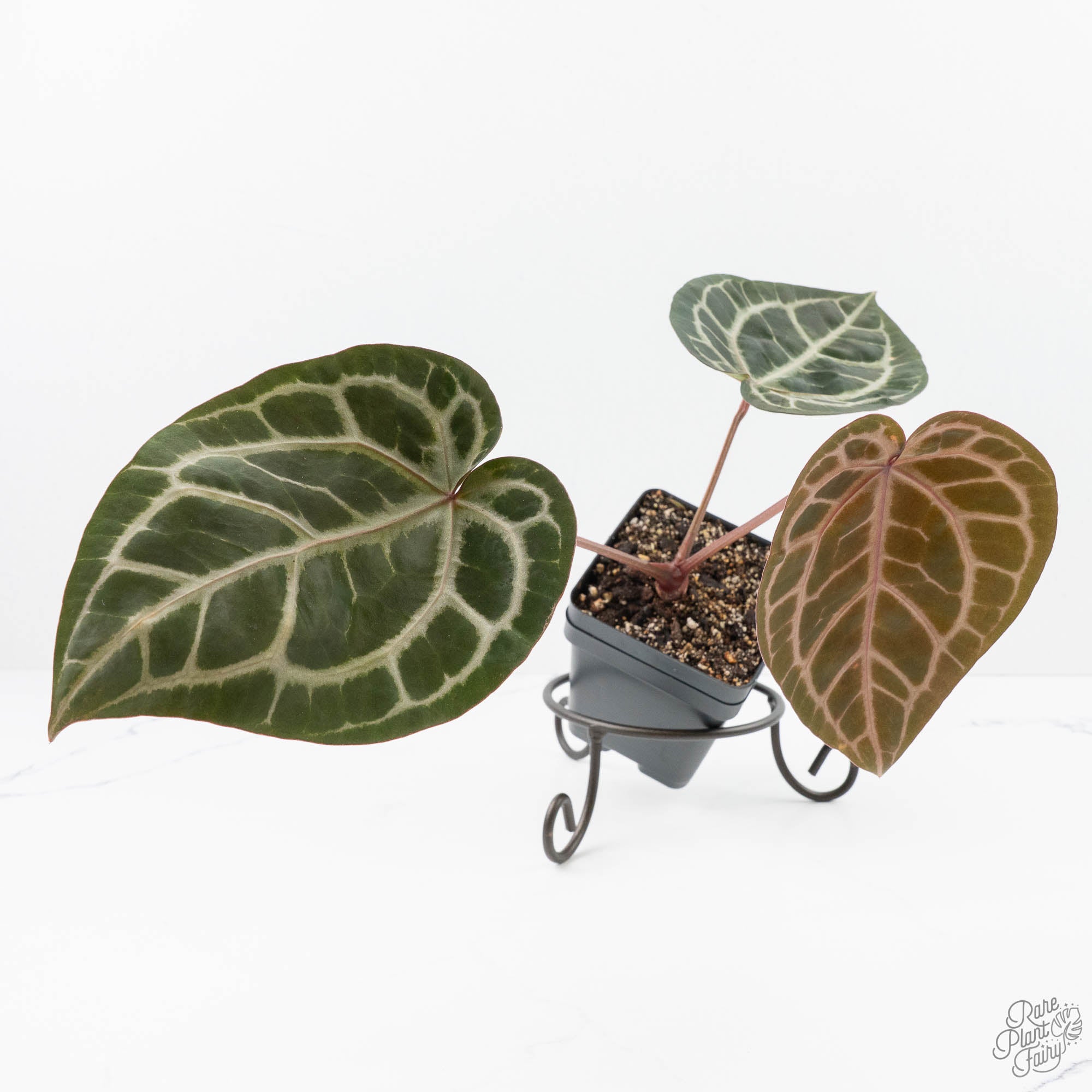 Anthurium Michelle '10' x Home, Sweet Home '32' by DocBlock® (wk22