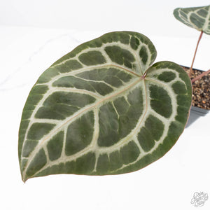 Anthurium Michelle '10' x Home, Sweet Home '32' by DocBlock® (wk22-G)