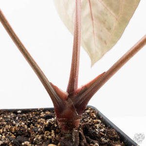 Anthurium Michelle '10' x Home, Sweet Home '32' by DocBlock® (wk22-G)