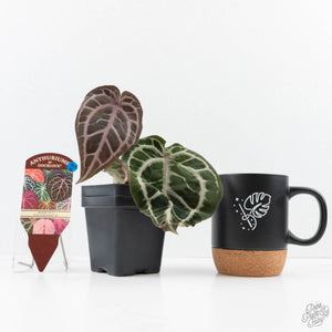 Anthurium Michelle '10' x Home, Sweet Home '32' by DocBlock® (wk23-H)