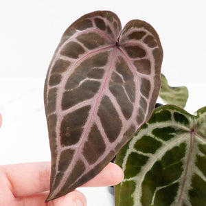 Anthurium Michelle '10' x Home, Sweet Home '32' by DocBlock® (wk23-H)