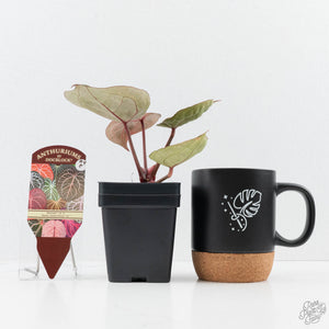 Anthurium Michelle '10' x Home, Sweet Home '32' by DocBlock® (wk24-E)