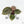 Anthurium Michelle '10' x Home, Sweet Home '32' by DocBlock® (wk24-E)