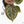 Anthurium Michelle '10' x Home, Sweet Home '32' by DocBlock® (wk24-E)