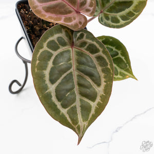 Anthurium Michelle '10' x Home, Sweet Home '32' by DocBlock® (wk24-E)
