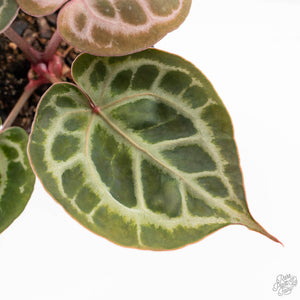 Anthurium Michelle '10' x Home, Sweet Home '32' by DocBlock® (wk24-E)