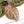 Anthurium Michelle '10' x Home, Sweet Home '32' by DocBlock® (wk24-E)