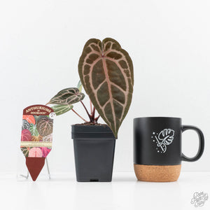 Anthurium Michelle '10' x Home, Sweet Home '32' by DocBlock® (wk24-F)