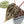Anthurium Michelle '10' x Home, Sweet Home '32' by DocBlock® (wk24-F)