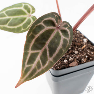 Anthurium Michelle '10' x Home, Sweet Home '32' by DocBlock® (wk24-F)