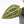 Anthurium Michelle '10' x Home, Sweet Home '32' by DocBlock® (wk24-F)