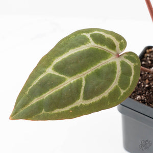 Anthurium Michelle '10' x Home, Sweet Home '32' by DocBlock® (wk24-F)