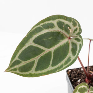 Anthurium Michelle '10' x Home, Sweet Home '32' by DocBlock® (wk24-F)