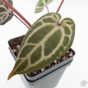 Anthurium Michelle '10' x Home, Sweet Home '32' by DocBlock® (wk24-F)