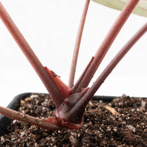 Anthurium Michelle '10' x Home, Sweet Home '32' by DocBlock® (wk24-F)