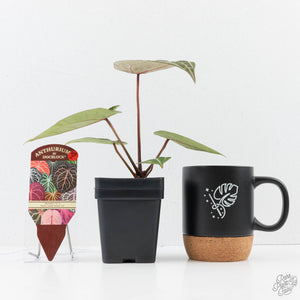 Anthurium Michelle '10' x Home, Sweet Home '32' by DocBlock® (wk25-I) *Purple Veins*