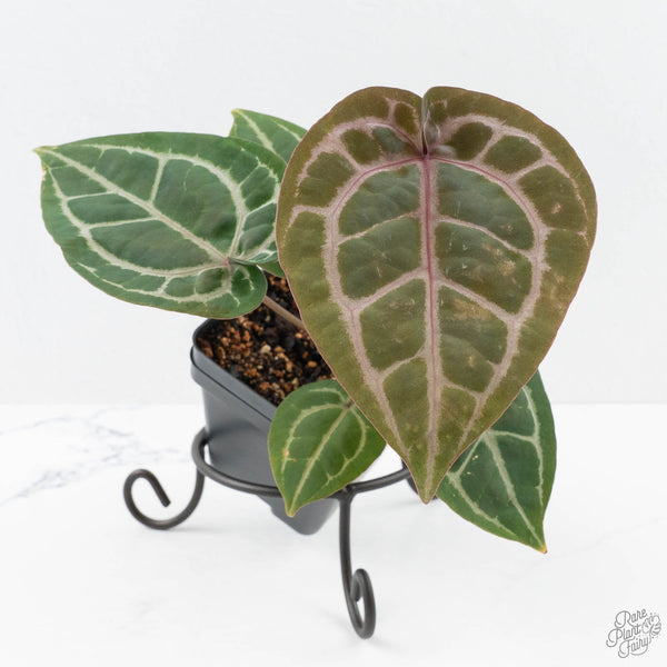 Anthurium Michelle '10' x Home, Sweet Home '32' by DocBlock® (wk25