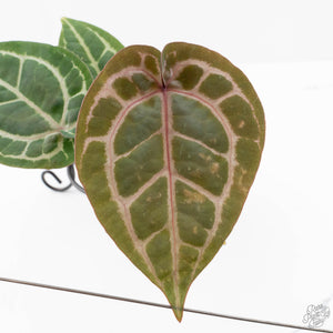 Anthurium Michelle '10' x Home, Sweet Home '32' by DocBlock® (wk25-I) *Purple Veins*