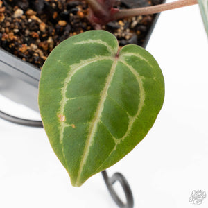 Anthurium Michelle '10' x Home, Sweet Home '32' by DocBlock® (wk25-I) *Purple Veins*