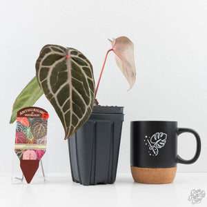 Anthurium Michelle '10' x Home, Sweet Home '32' by DocBlock® (wk25-K)