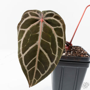 Anthurium Michelle '10' x Home, Sweet Home '32' by DocBlock® (wk25-K)