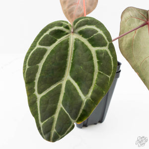 Anthurium Michelle '10' x Home, Sweet Home '32' by DocBlock® (wk25-K)