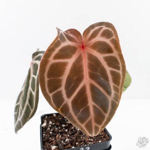 Anthurium Michelle '10' x Home, Sweet Home '32' by DocBlock® (wk25-K)