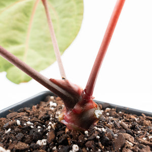Anthurium Michelle '10' x Home, Sweet Home '32' by DocBlock® (wk25-K)
