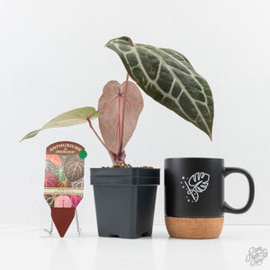 Anthurium Michelle '10' x Home, Sweet Home '32' by DocBlock® (wk26-G)