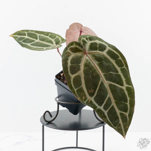 Anthurium Michelle '10' x Home, Sweet Home '32' by DocBlock® (wk26-G)