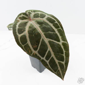 Anthurium Michelle '10' x Home, Sweet Home '32' by DocBlock® (wk26-G)