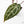 Anthurium Michelle '10' x Home, Sweet Home '32' by DocBlock® (wk26-G)