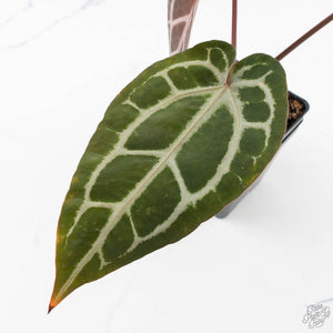 Anthurium Michelle '10' x Home, Sweet Home '32' by DocBlock® (wk26-G)
