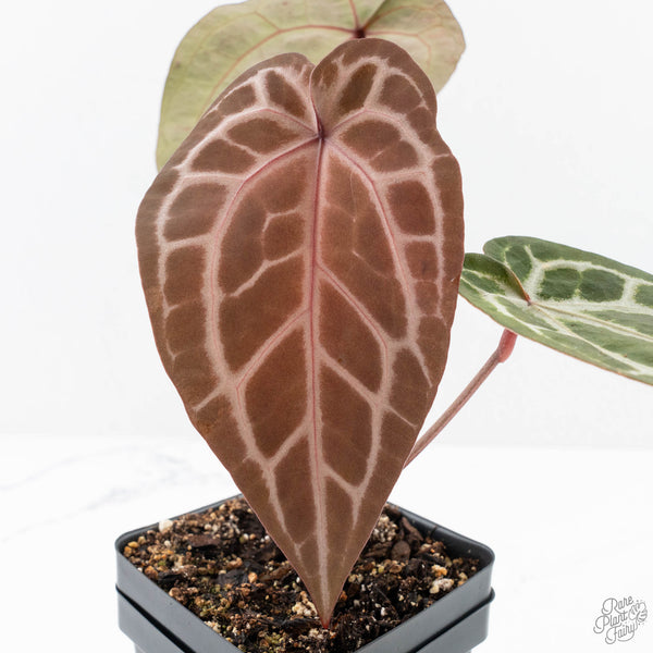 Anthurium Michelle '10' x Home, Sweet Home '32' by DocBlock® (wk26