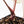 Anthurium Michelle '10' x Home, Sweet Home '32' by DocBlock® (wk26-G)